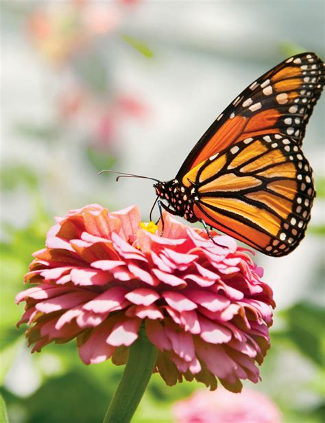 Monarch Butterflies, Our Environmental Ambassadors | Edible Western NY