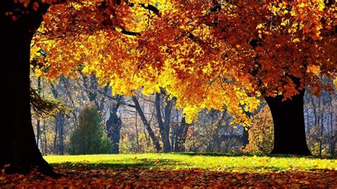 Wallpapers Park Leaf Tree Autumn Forest Nature Free Hd 1920x1080