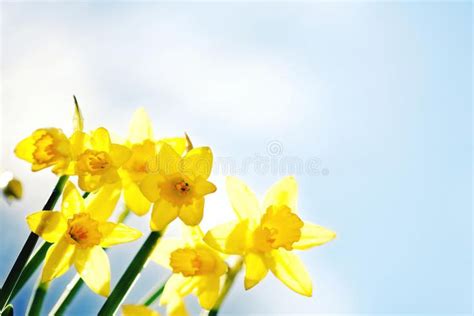 Yellow Daffodils Against A Blue Sky