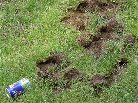 Raccoon Damage To Sod Walter Reeves The Georgia Gardener