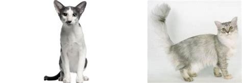 Oriental Bicolour Vs Asian Semi Longhair Breed Comparison