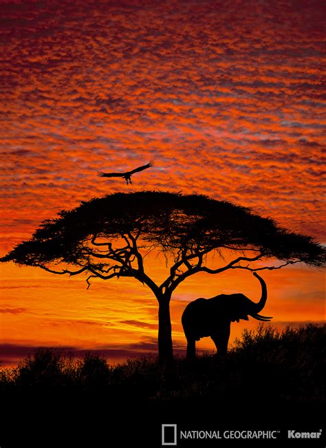 African Sunset Wall Mural |Mid-size Wall Murals |The Mural Store