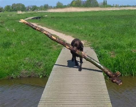Dogs With Big Sticks Sharesloth