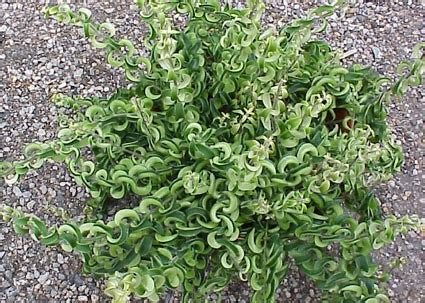 Watering a lipstick flower plant lipstick plant potting soil curly leaf. Aeschynanthus radicans Curly - Glasshouse Works