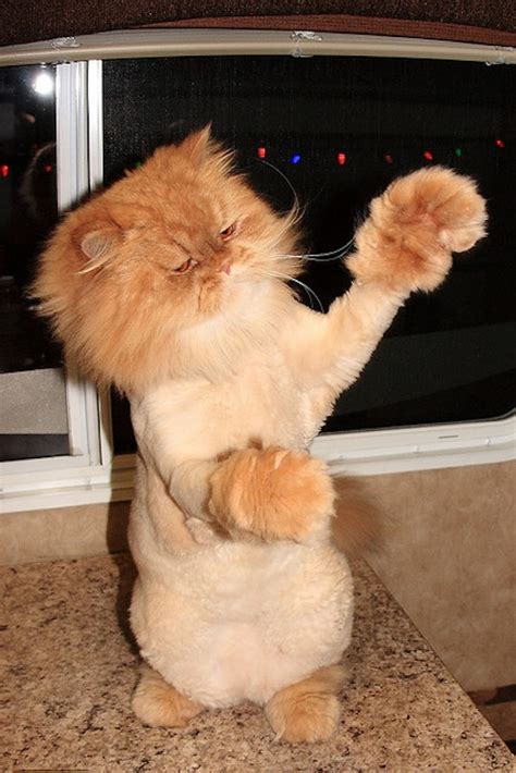 5 doing the lion cut. Why You Should Get Your Cat a 'Lion Cut' this Summer