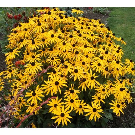 Rudbeckia Glitters Like Gold Black Eyed Susan 3 Well Rooted Starter