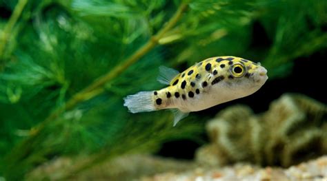 The Top 7 Best Fish For Eating Snails Easy Options For Your Tank