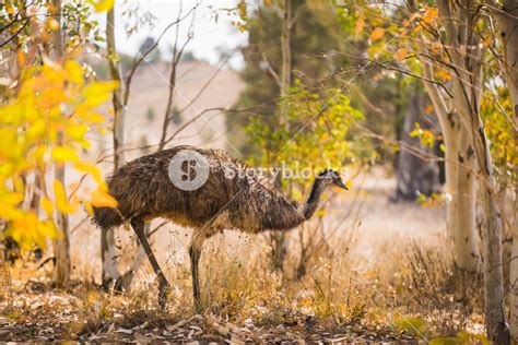Emu In The Flinders Ranges South Australia Royalty Free Stock Image