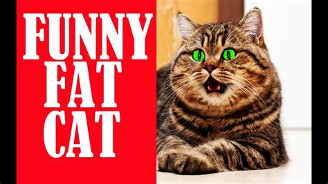 Funny Fat Cat Compilation Funny Cat Video Youtube