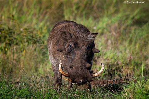 Male Warthog Explore Wild South Africa Kruger National P Flickr