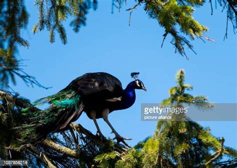 Wildpark Poing Photos And Premium High Res Pictures Getty Images