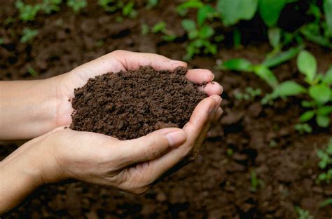 Types Of Soils In India General Knowledge