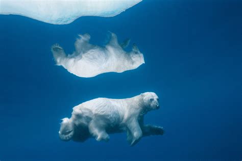 Polar Bear Photographs Of A Fragile Ecosystem Time