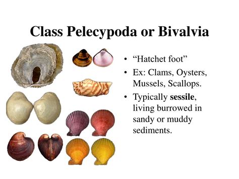 Ppt Phylum Mollusca Ex Chitons Snails Clams Octopods And Squid