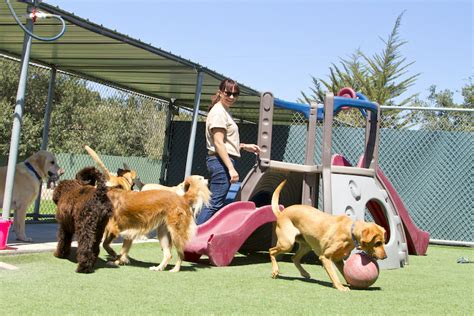 How To Choose The Best Doggy Daycare Questions To Ask