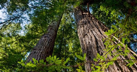 Conservation Success In The Santa Cruz Mountains Save The Redwoods League