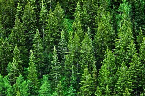A Wall Of Green Pines Stock Photo Image Of Shades Nature 117804896