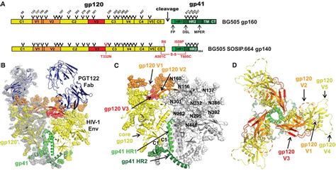 Crystal Structure Of A Soluble Cleaved HIV 1 Envelope Trimer Science