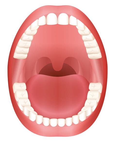 Does Knowing My Mouths Anatomy Aid Oral Care Exceptional Dentistry