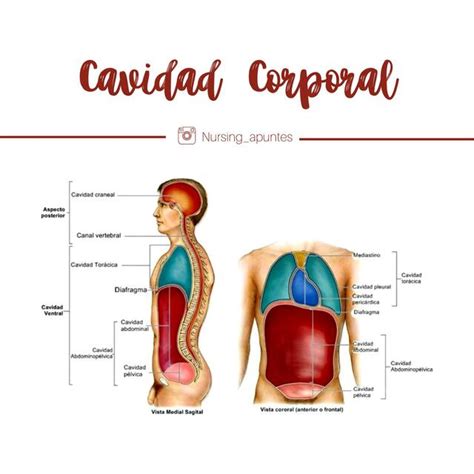 Cavidad Corporal Nursing Apuntes Udocz