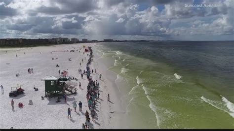 Hundreds Line Tampa Bay Beaches For Hands Along The Water Toxic Algae