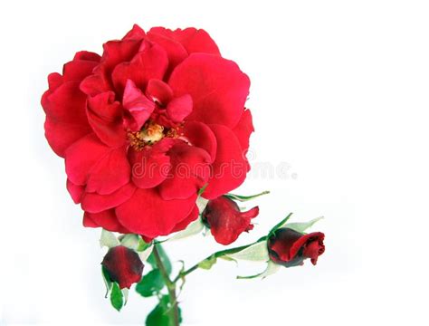 Red Rose Stock Photo Image Of Blossom Celebration 10958274