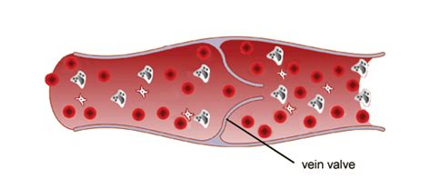 Electric current and potential difference. BBC - GCSE Bitesize: Arteries and veins