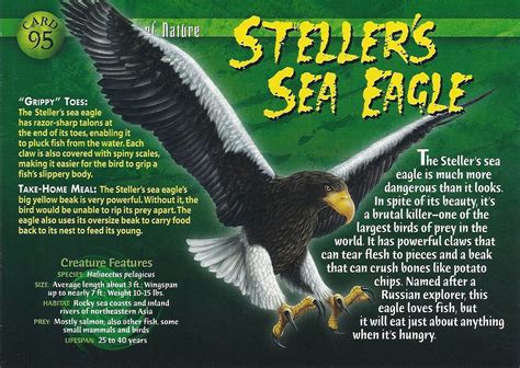 Stellers Sea Eagle Facts Stellers Sea Eagle Sea Eagle Wild Creatures