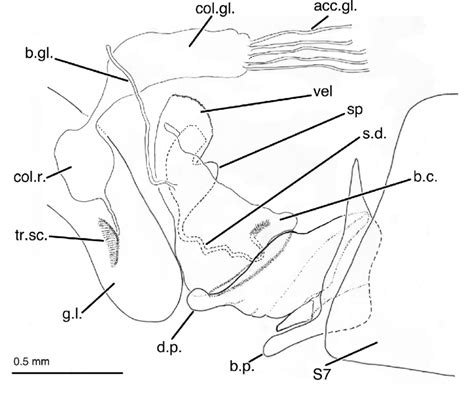 Diagram Of Female Leucochrysa L Boxi Genital Structures Lateral
