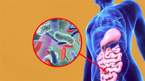 La Microbiota 〖 Definición E Importancia