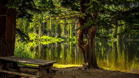 Wood Bench Lake Green Leaves Trees Forest Reflection On Water During