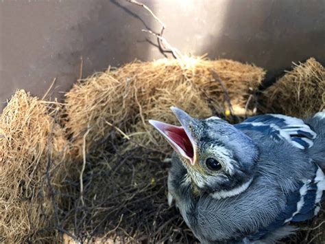 How To Care For Baby Blue Jays Our In Depth Guide