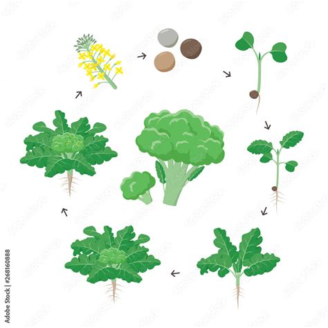 Broccoli Plant Growth Stages Infographic Elements Growing Process Of