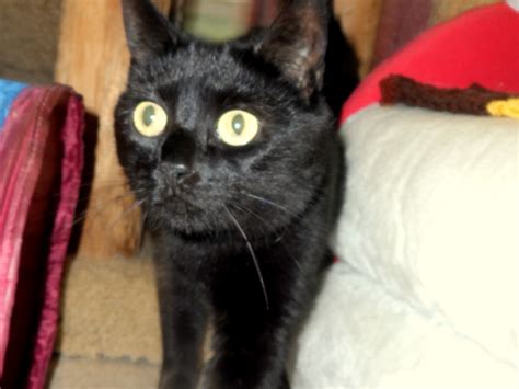 See more of nyc cats kittens & kitties for adoption on facebook. Many Cats & Kittens for Adoption at Animals in Distress ...