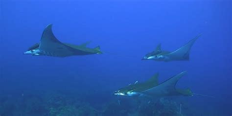 Worlds First Known Manta Ray Nursery Discovered Along Texas Coast