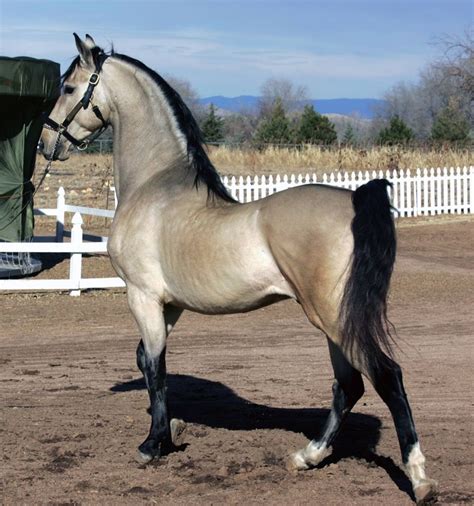 This is chance, a buckskin tennessee walking horse. 695 best images about Buckskin on Pinterest | Horses for sale, Welsh pony and Rodeo