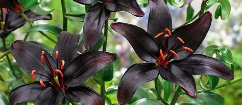 Image Result For Black Lily Lily Seeds Lily Bulbs Indoor Flowering