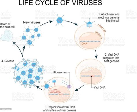 Virus Replication Cycle Stock Illustration Download
