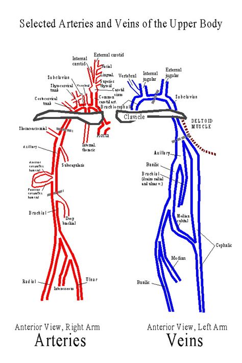 · to develop skills in exposing and identifying the major arteries and veins of the human body. Major vessels of upper limb Page 2