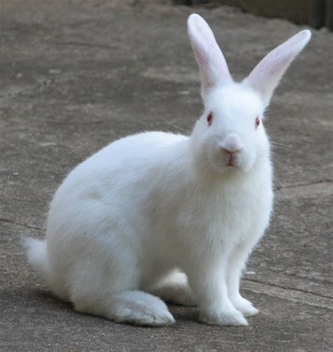 Rabbit Facts Description Food Habits Pet Care And Pictures