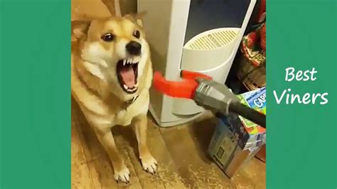 Try Not To Laugh Or Grin While Watching Funny Animals Vines Best