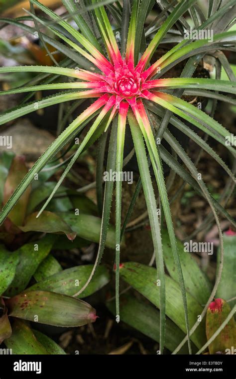 Bromelia Rainforest Hi Res Stock Photography And Images Alamy