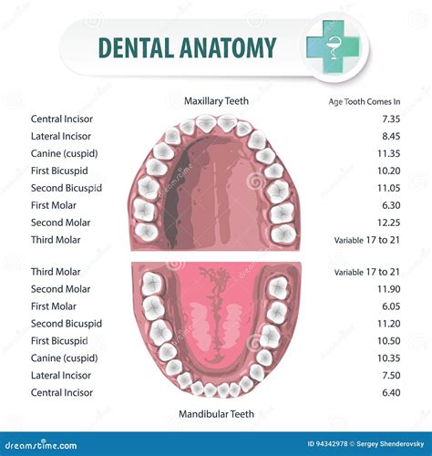 Anatomical Dental Chart