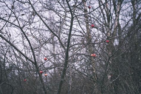Apple Trees With Naked Branches Vintage Film Look Stock Image Image