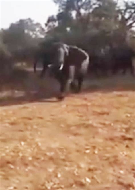 Tourists Terrified As Safari Park Bus Rammed By Angry Elephant Extraie