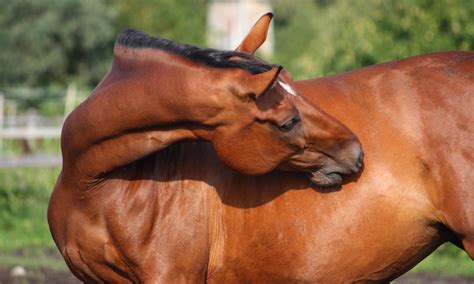 Top Tips For Taking Care Of A Horses Skin And Fur