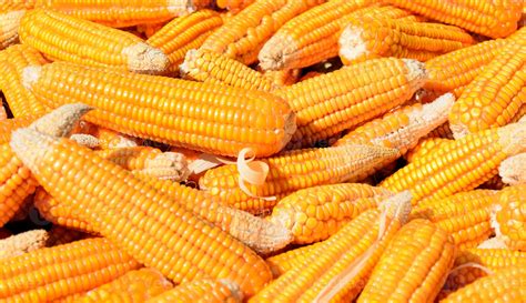 Pile Of Corn 777480 Stock Photo At Vecteezy