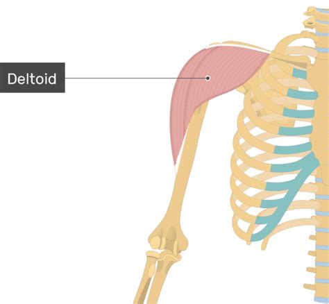 An Image Showing The Deltoid Muscle Attached To The Upper Limb