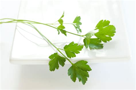 Italian Flat Leaf Parsley How To Use It And Grow It