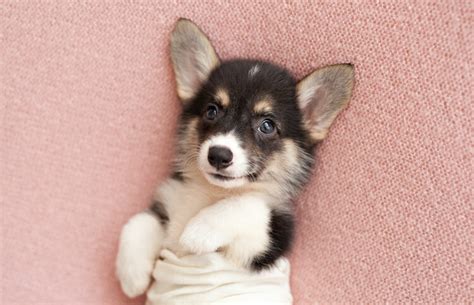 Top 53 Most Adorable Corgi Mixes All Things Dogs All Things Dogs